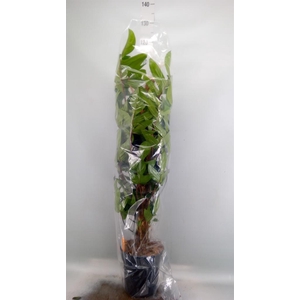 Philodendron pedatum