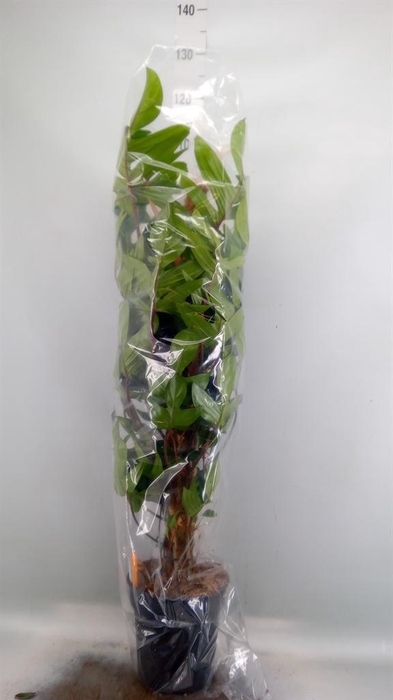 <h4>Philodendron pedatum</h4>