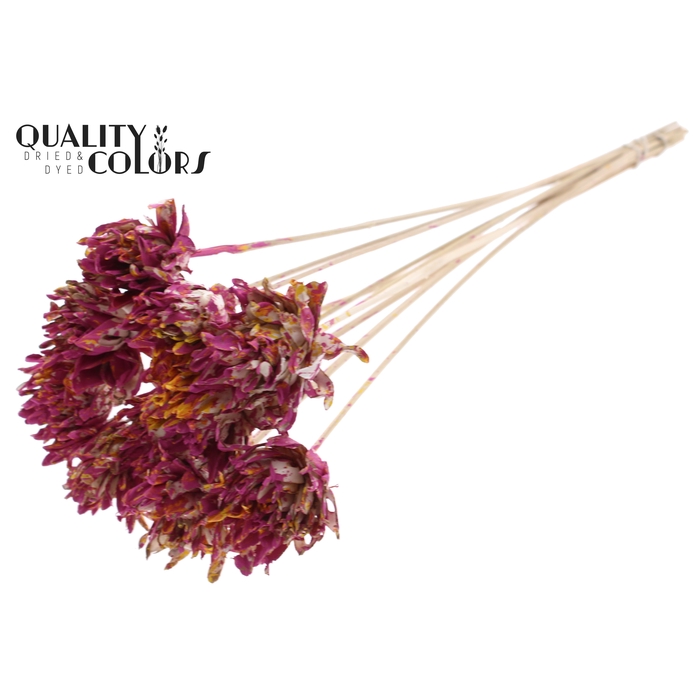 <h4>Shola Slice Pine 6cm on stem Multicolour Cerise/Yellow</h4>