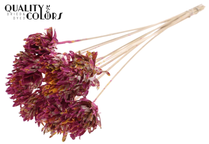 Shola Slice Pine 6cm on stem Multicolour Cerise/Yellow