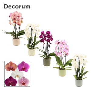 PHAL GEM