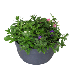 Schaal 26 Mix 11 Scaevola Trio
