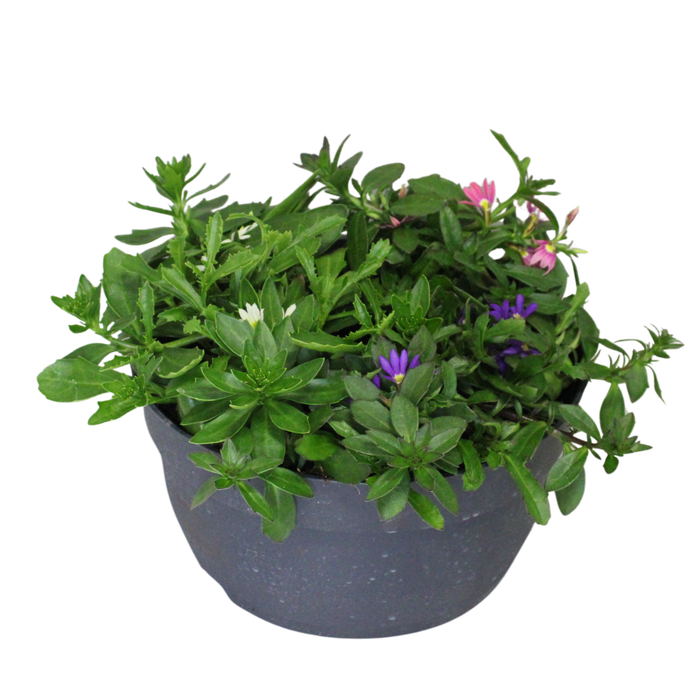 <h4>Schaal 26 Mix 11 Scaevola Trio</h4>