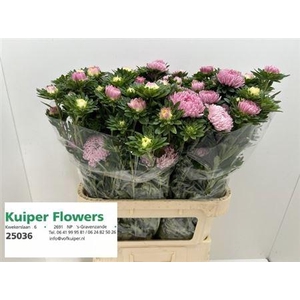 CALLIS JUPITER PINK