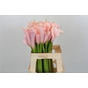 Zantedeschia Eydolls Pink