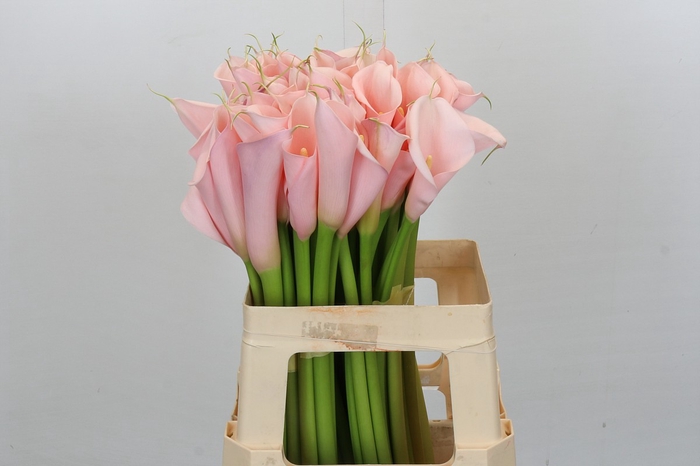 Zantedeschia Eydolls Pink