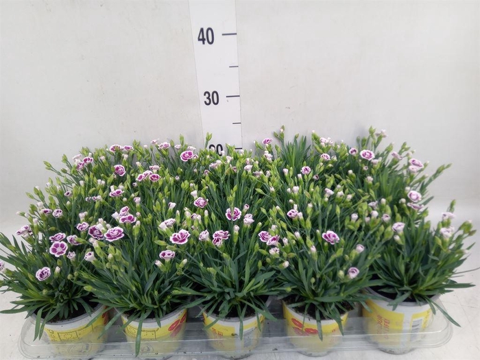 <h4>Dianthus allw. 'Lucky Lips Lena'</h4>
