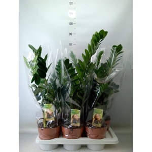 Zamioculcas zamiifolia