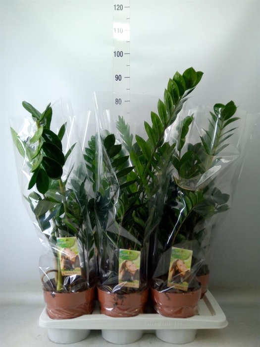 <h4>Zamioculcas zamiifolia</h4>