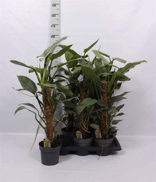 <h4>Phil Silver Queen</h4>