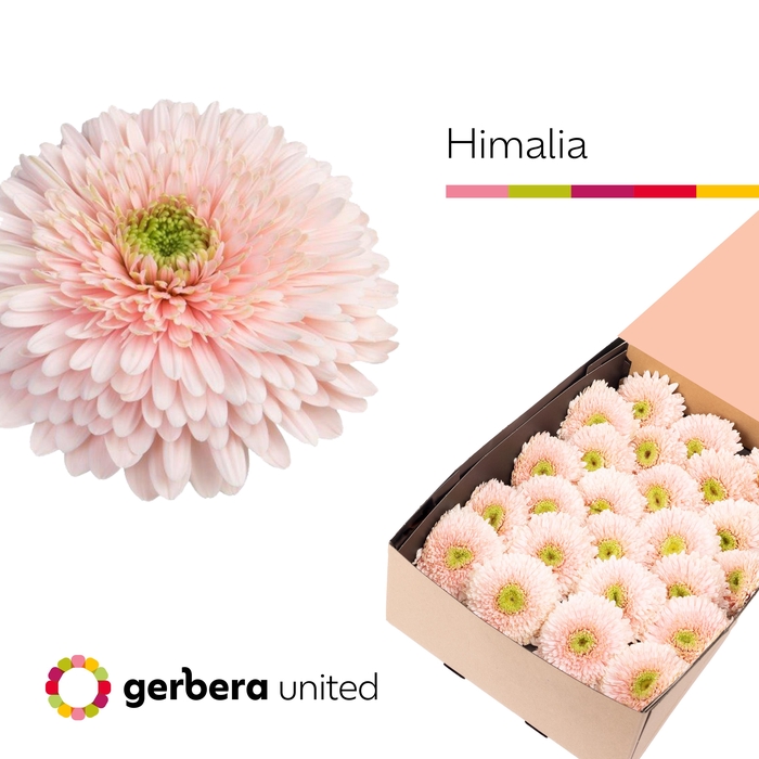 <h4>Gerbera Pomponi Himalia Doos</h4>