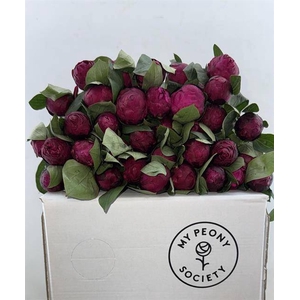 Paeonia red sarah bernhardt