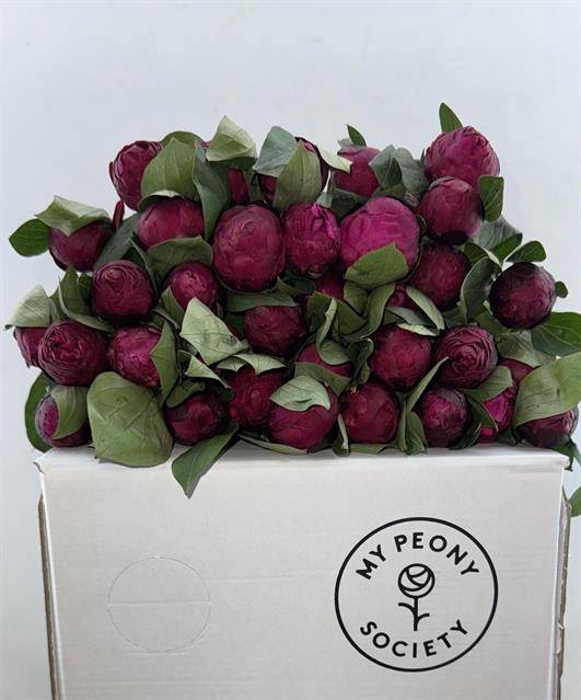 <h4>Paeonia red sarah bernhardt</h4>