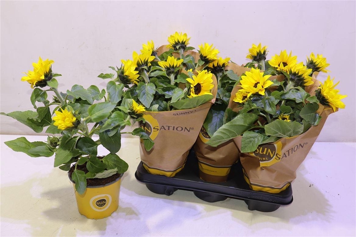 <h4>arr8 Heli Sunsation</h4>