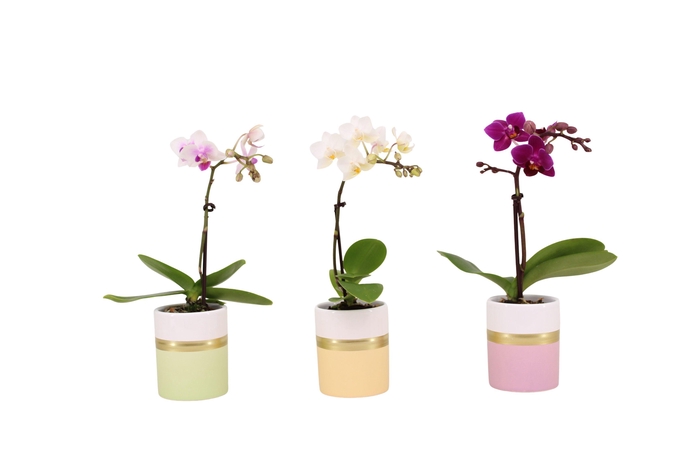 <h4>Dolomite Horizon Pastel Tiny Dolls Mix 1T7+ Aqu@</h4>