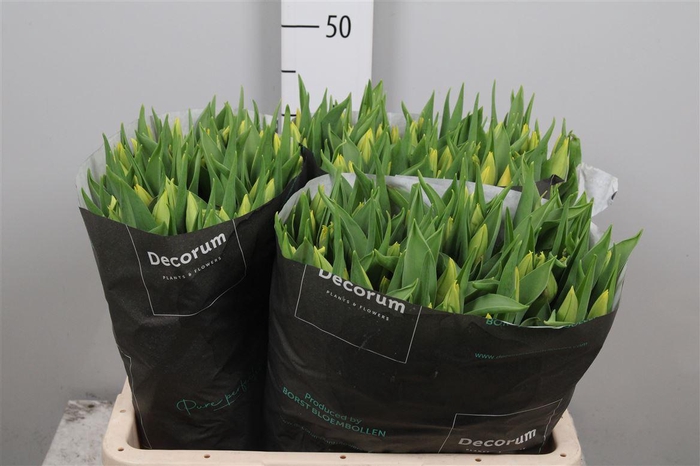 <h4>Tu En Strong Gold</h4>