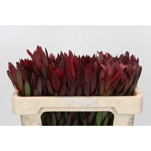 Leucadendron Saf Sunset Dark Red
