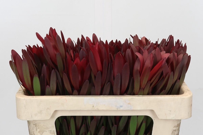 <h4>Leucadendron Saf Sunset Dark Red</h4>