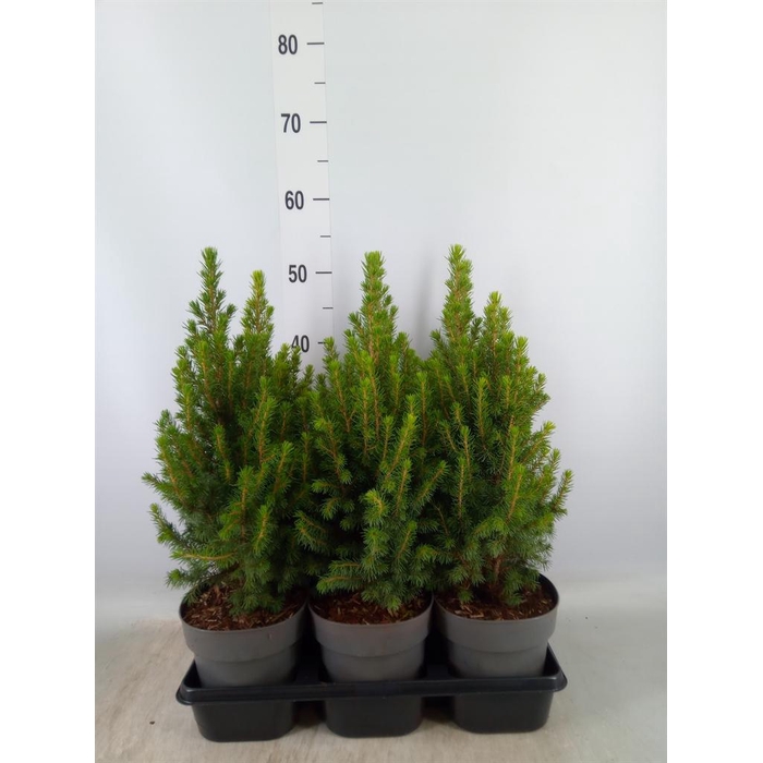 <h4>Picea glauca 'Perfecta'</h4>