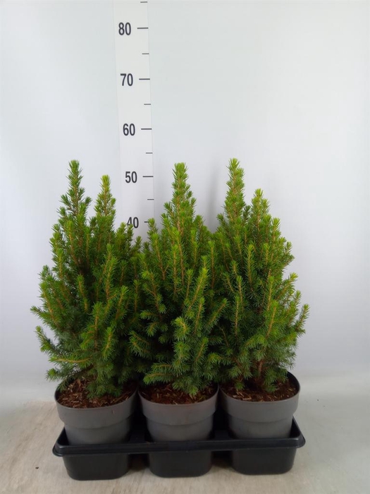 Picea glauca 'Perfecta'