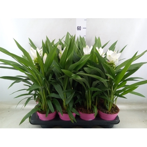 Curcuma alism. 'Siam Sisto'