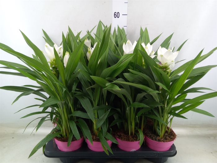 <h4>Curcuma alism. 'Siam Sisto'</h4>