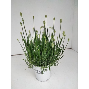 Lavandula angust. Edelweiss