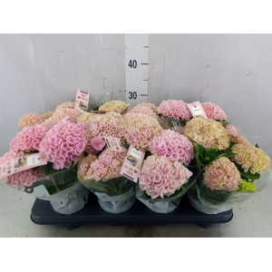 Hydrangea mac. 'Magical Revolution'