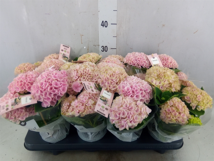 <h4>Hydrangea mac. 'Magical Revolution'</h4>
