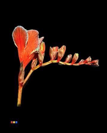 <h4>Freesia Bazooka</h4>