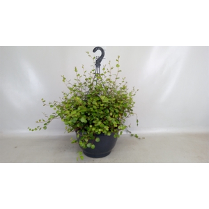 Muehlenbeckia com. 'Mao'ri'