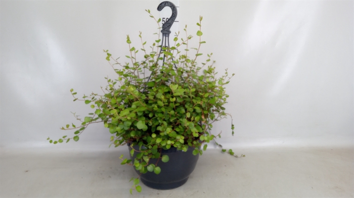 <h4>Muehlenbeckia com. 'Mao'ri'</h4>