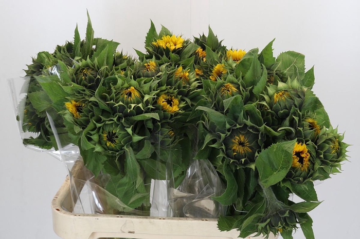 Helianthus Orange Fire