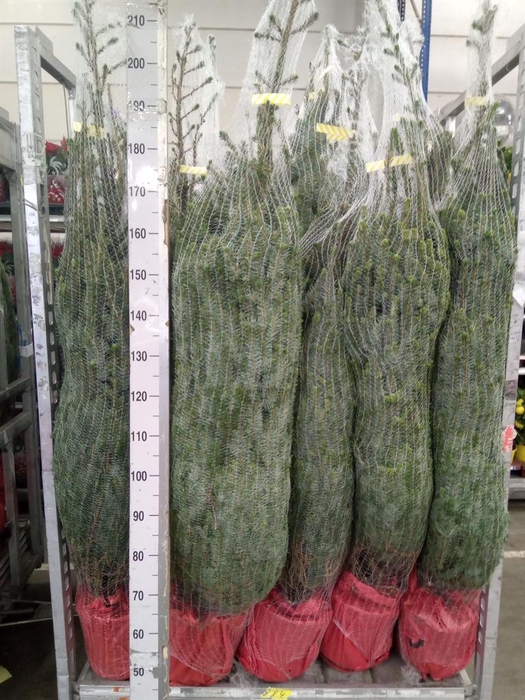 <h4>Abies nordman.</h4>