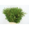 CONIFEER THUJA GREEN XL PER BUNCH