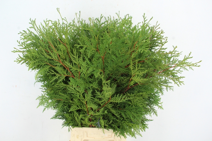 CONIFEER THUJA GREEN XL PER BUNCH