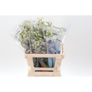 Delph En Trick Lavendel  60cm