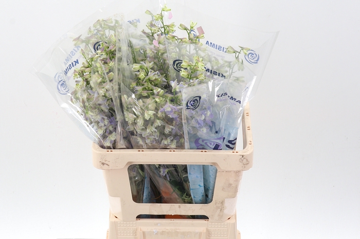 <h4>Delph En Trick Lavendel  60cm</h4>