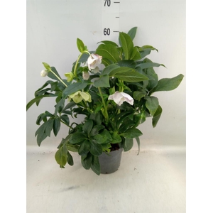 Helleborus   ...