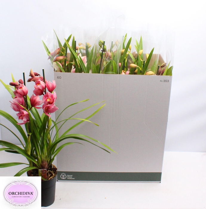 <h4>CYMB GEMENGD</h4>