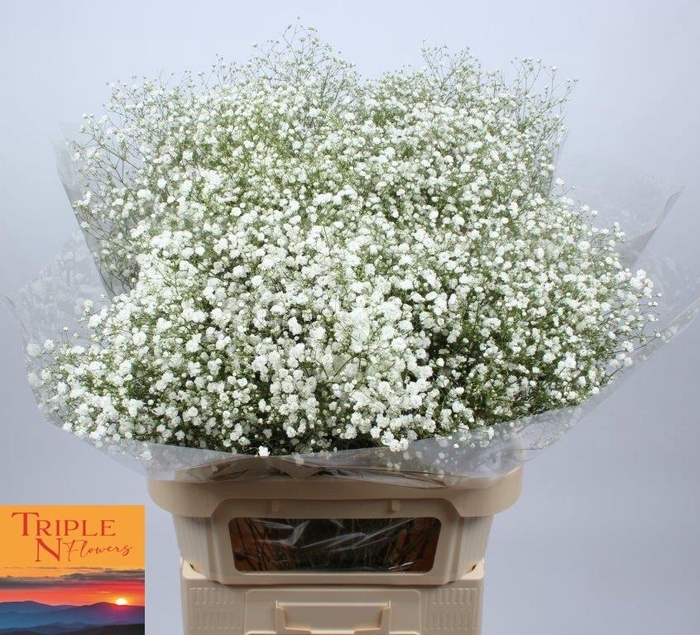 <h4>GYPS PA XLENCE</h4>