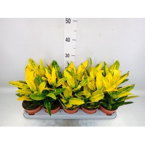 Codiaeum var. KL 'Sunny Star'