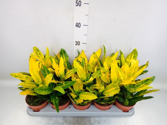 <h4>Codiaeum var. KL 'Sunny Star'</h4>