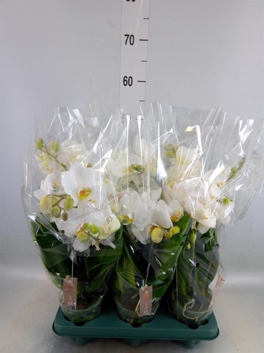 <h4>Phalaenopsis  'Spirit White'</h4>