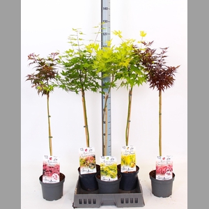 ACER OV