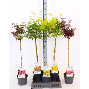 ACER OV