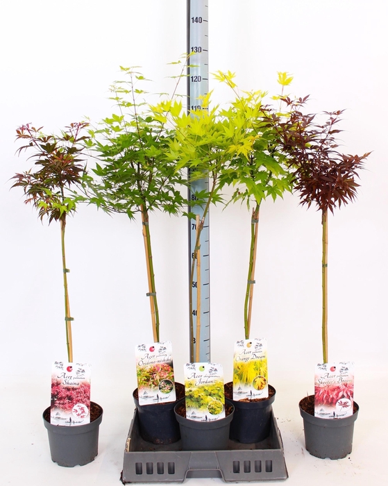 <h4>ACER OV</h4>