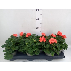 Pelargonium zona. 'Savannah Orange'
