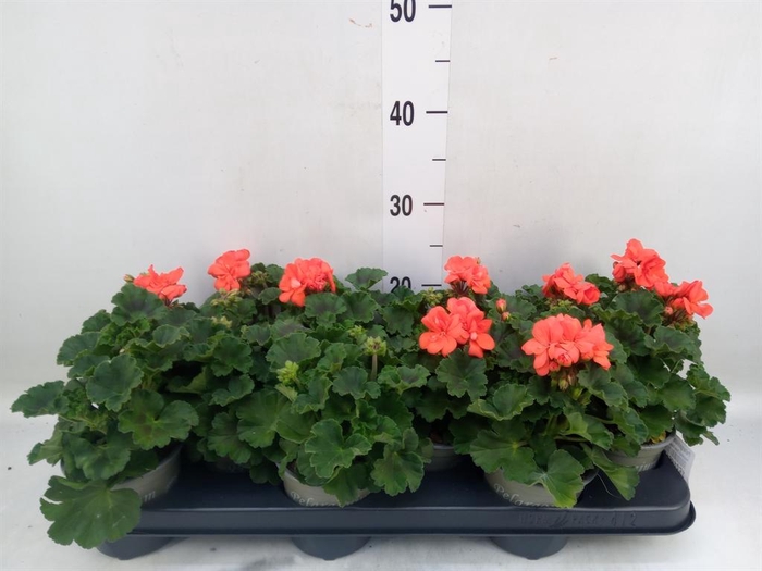 <h4>Pelargonium zona. 'Savannah Orange'</h4>