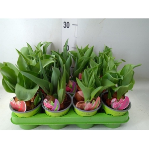 Tulipa   ...mix 4